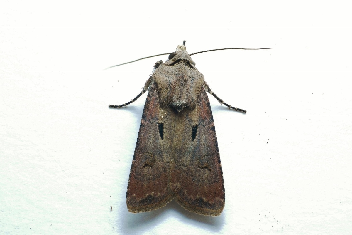 Noctuidae: Agrotis exclamationis ?